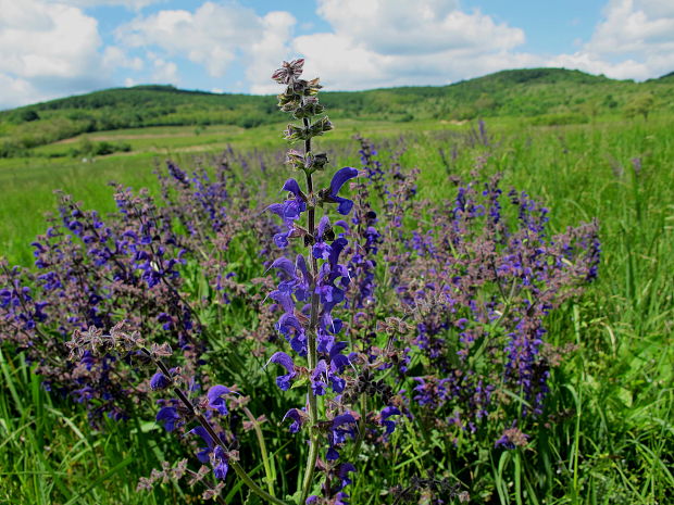 šalvia lúčna Salvia pratensis L.