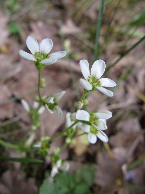 lomikameň cibuľkatý Saxifraga bulbifera L.