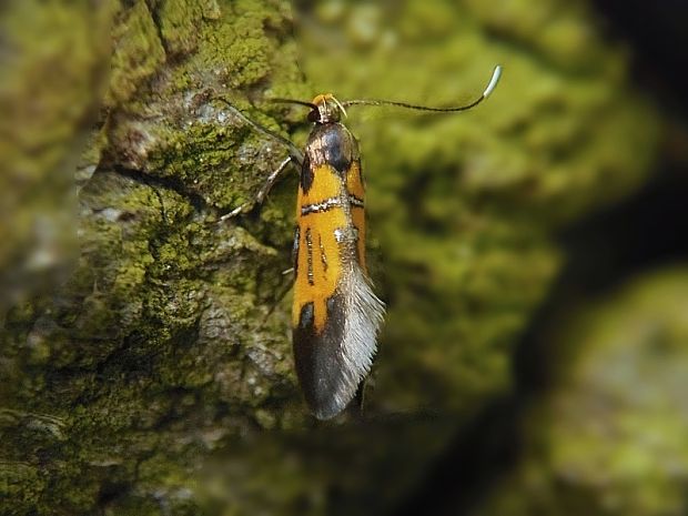 zdobka Schäfferova / krásněnka podkorní Schiffermuelleria schaefferella  Linnaeus, 1758