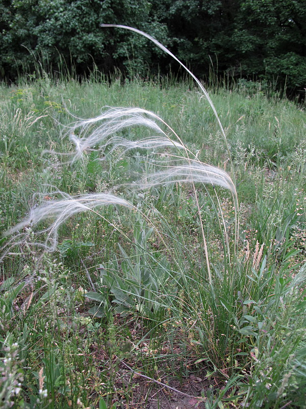 kavyľ Stipa sp.