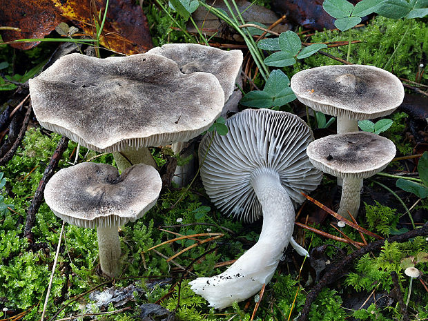 čírovka zemná Tricholoma terreum (Schaeff.) P. Kumm.