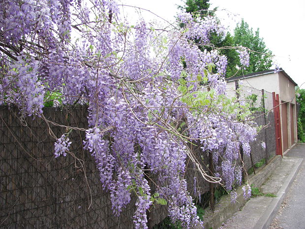 wistéria čínska Wisteria sinensis Sweet (Leguminosae)