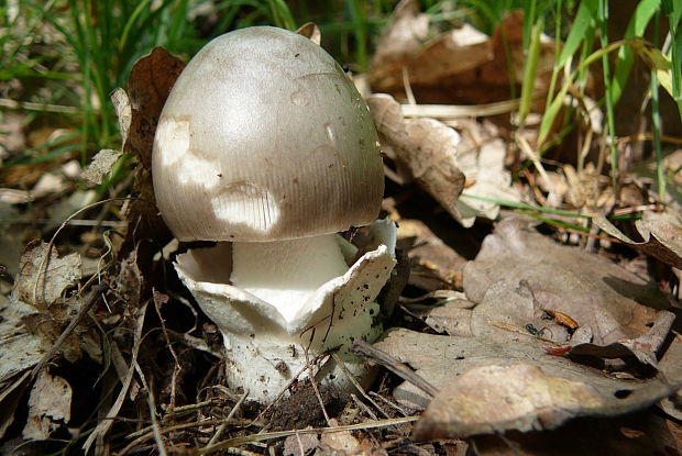 muchotrávka pošvatá Amanita vaginata (Bull.) Lam.