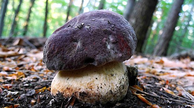 hríb sosnový Boletus pinophilus Pil. et Dermek in Pil.