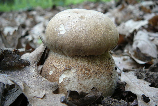 hríb dubový Boletus reticulatus Schaeff.