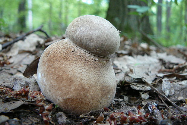 hríb dubový Boletus reticulatus Schaeff.