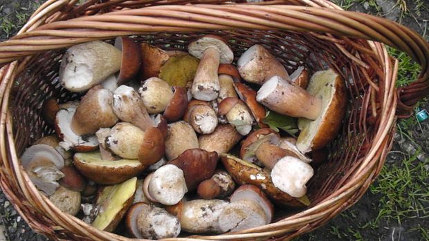 hríb dubový Boletus reticulatus Schaeff.