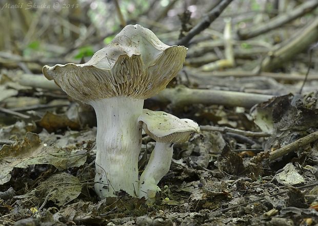 čírovnica májová Calocybe gambosa (Fr.) Donk