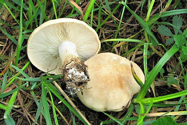 čírovnica májová Calocybe gambosa (Fr.) Donk