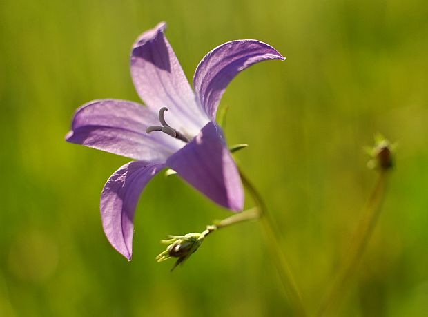 zvonček konáristý Campanula patula L.