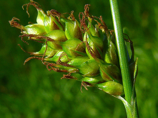 ostrica vzdialená Carex distans L.