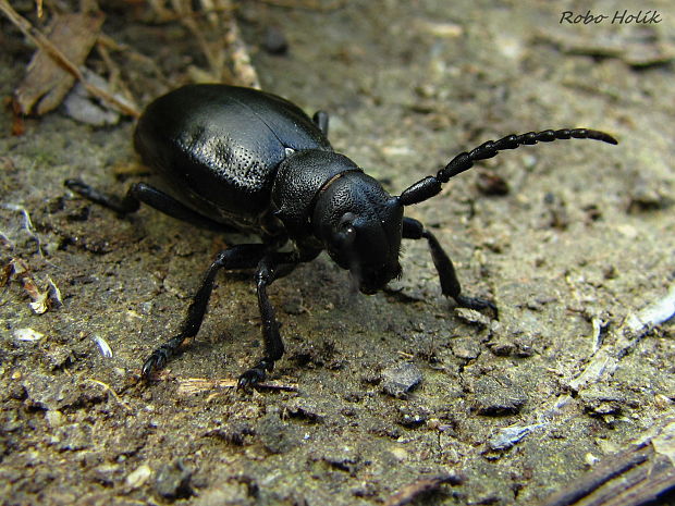 fuzáč čierny Carinatodorcadion aethiops