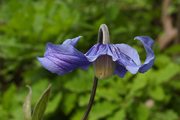 plamienok celistvolistý Clematis integrifolia L.