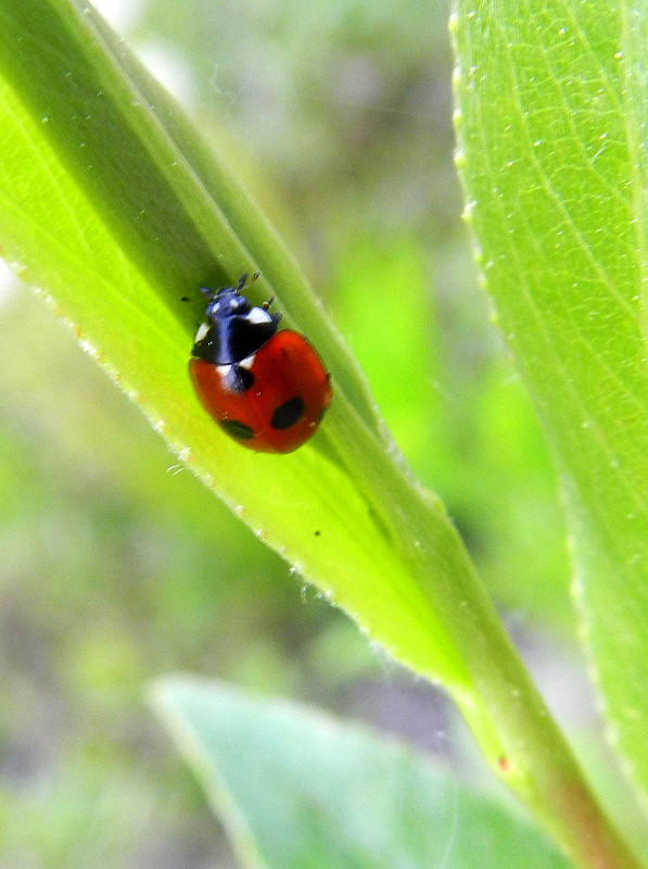 lienka päťbodková  Coccinella quinquepunctata