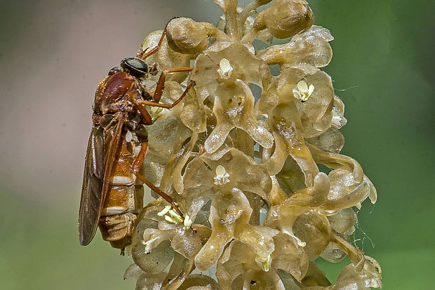 drevárka Coenomyia ferruginea