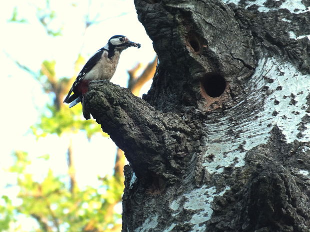 ďateľ veľký Dendrocopos major