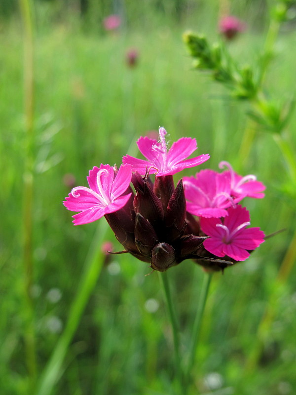 klinček kartuziánsky Dianthus carthusianorum L.