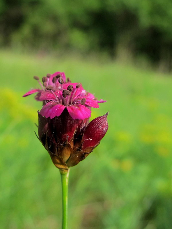 klinček kartuziánsky Dianthus carthusianorum L.