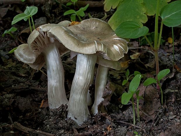 hodvábnica jarná Entoloma clypeatum (L.) P. Kumm.