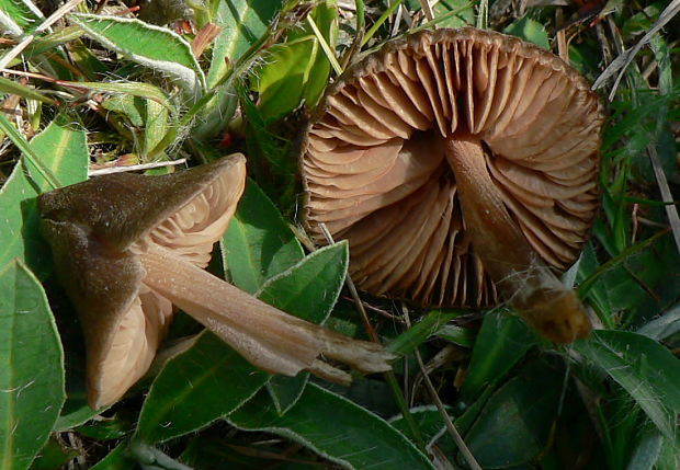 hodvábnica včasná Entoloma vernum S. Lundell