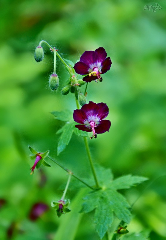 pakost hnedočervený Geranium phaeum L.