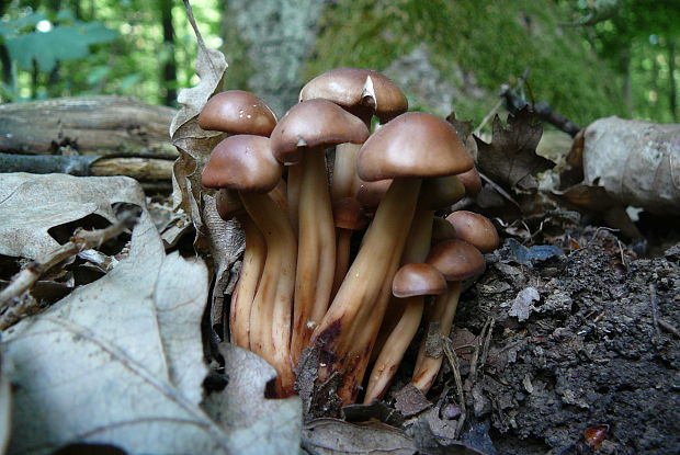 peniazovka vretenovitohlúbiková Gymnopus fusipes (Bull.) Gray