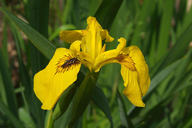 kosatec žltý Iris pseudacorus L.