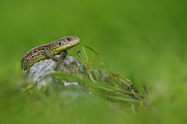 jašterica krátohlavá Lacerta agilis