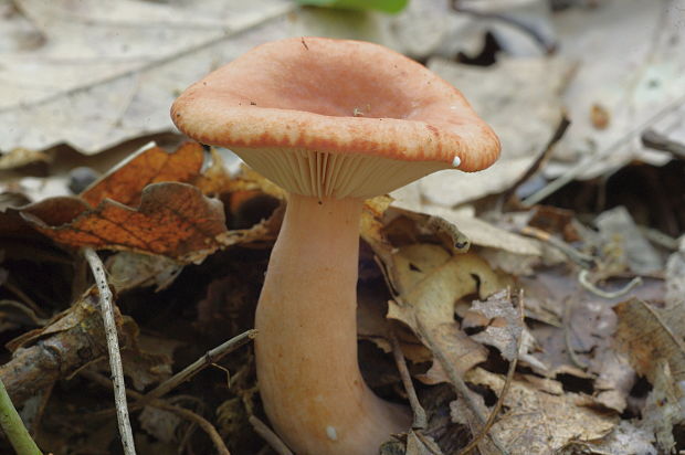 rýdzik klamný Lactarius decipiens Quél.