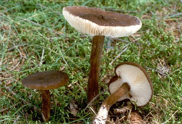 rýdzik čiernozamatový - Ryzec černohlávek  Lactarius lignyotus  Fr.