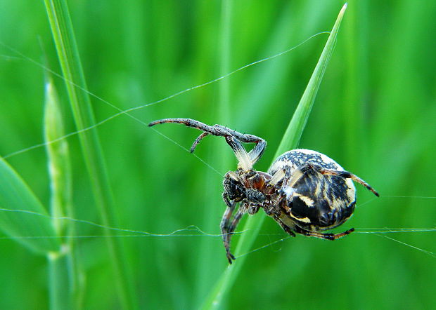 pavúk Larinioides cornutus