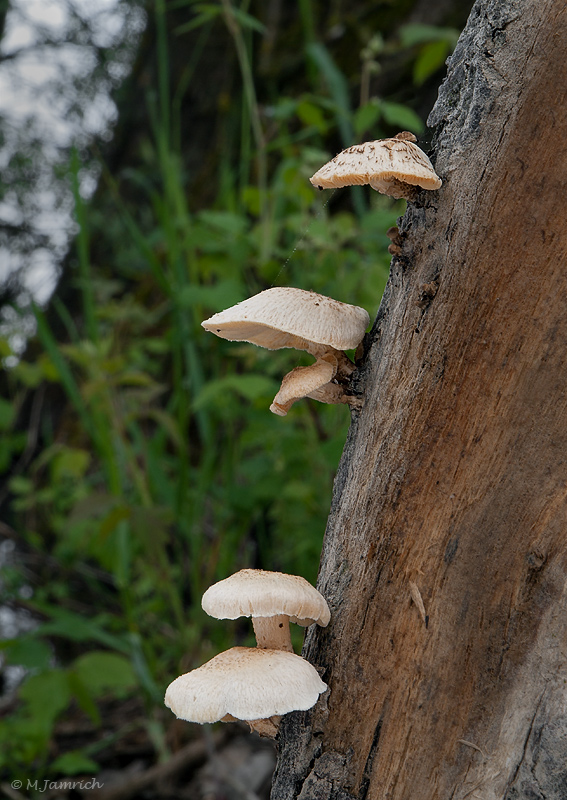 húževnatec tigrovaný Lentinus tigrinus (Bull.) Fr.