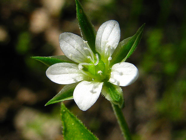 meringia trojžilová Moehringia trinervia (L.) Clairv.