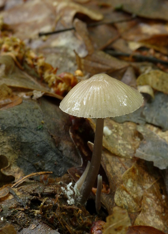 prilbička Mycena sp.