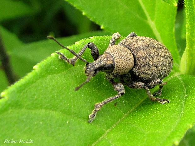 nosánik ligurčekový Otiorhynchus ligustici