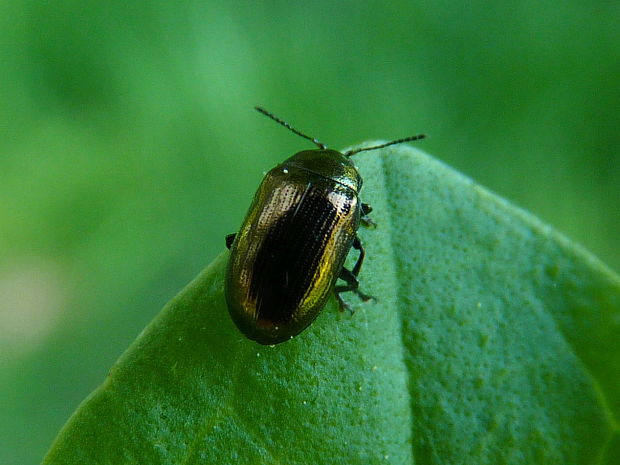 liskavka  Phratora vitellinae