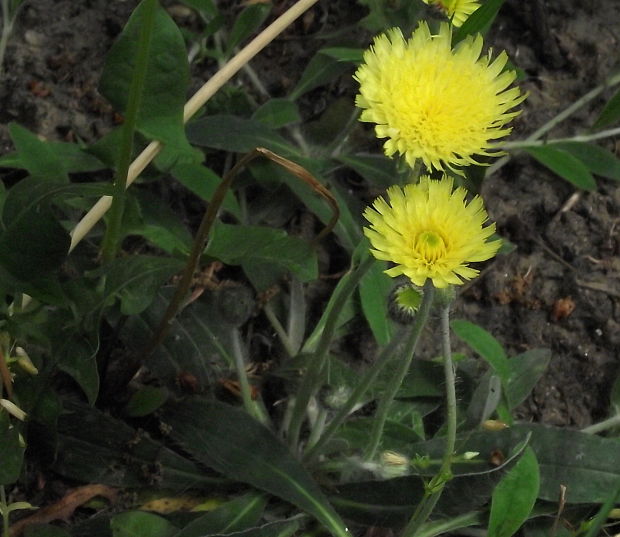 chlpánik obyčajný Pilosella officinarum F. W. Schultz et Sch. Bip.