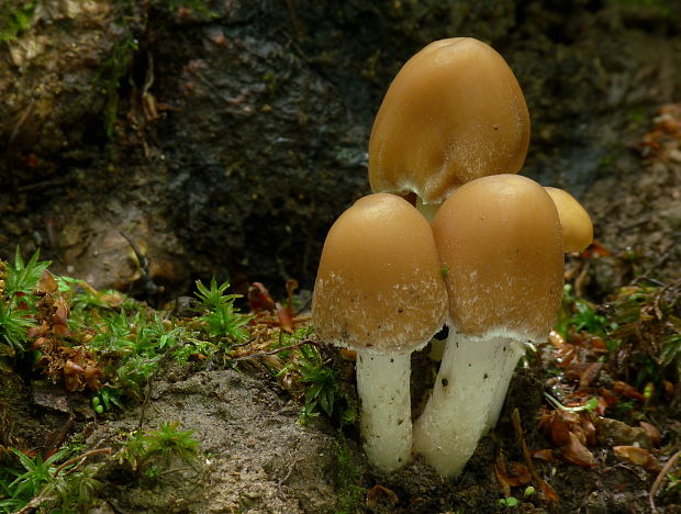 drobuľka Psathyrella sp.