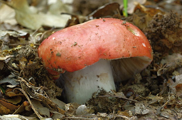 plávka Russula sp.