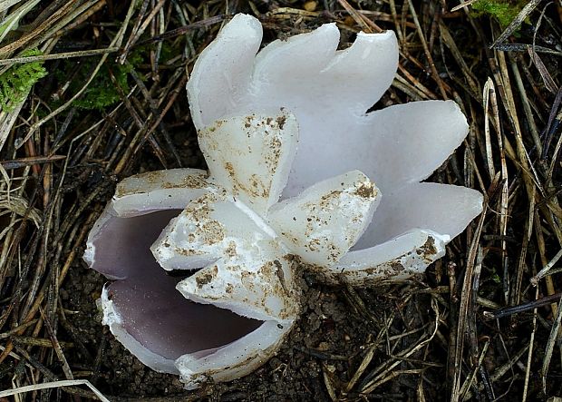 tulipánovka fialová Sarcosphaera coronaria (Jacq.) J. Schröt.