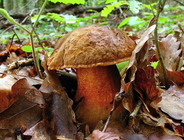 hríb zrnitohlúbikový Sutorius luridiformis (Rostk.) G. Wu & Zhu L. Yang