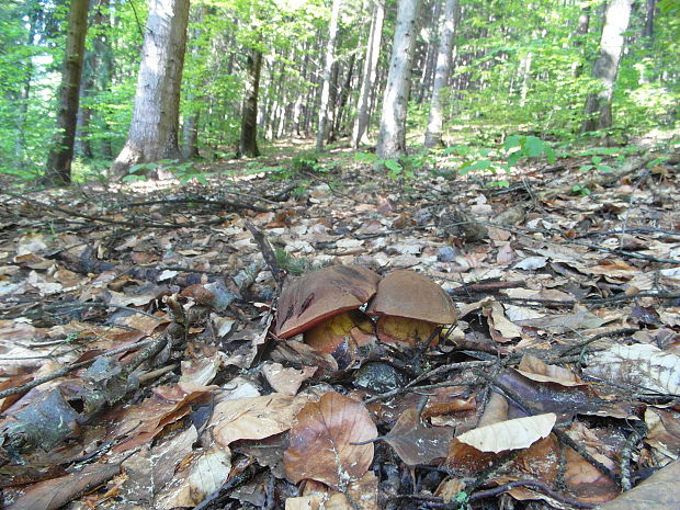 hríb zrnitohlúbikový Sutorius luridiformis (Rostk.) G. Wu & Zhu L. Yang