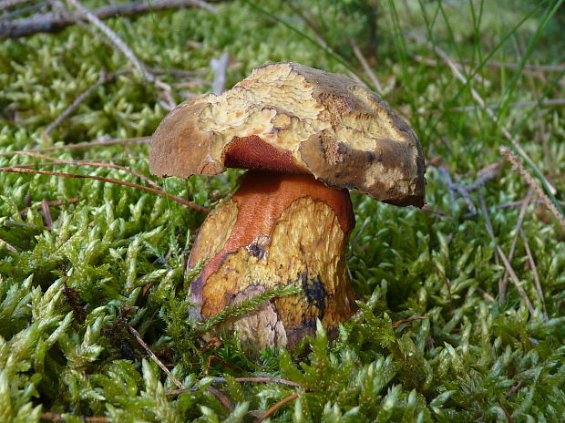 hríb zrnitohlúbikový Sutorius luridiformis (Rostk.) G. Wu & Zhu L. Yang