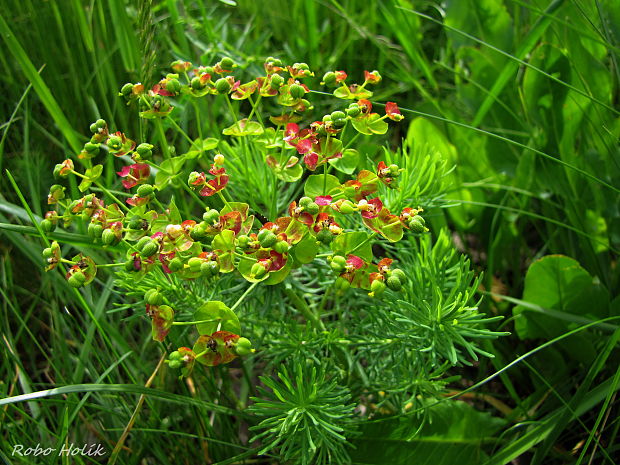 mliečnik chvojkový Tithymalus cyparissias (L.) Scop.