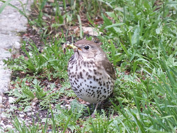 drozd spevavý Turdus philomelos