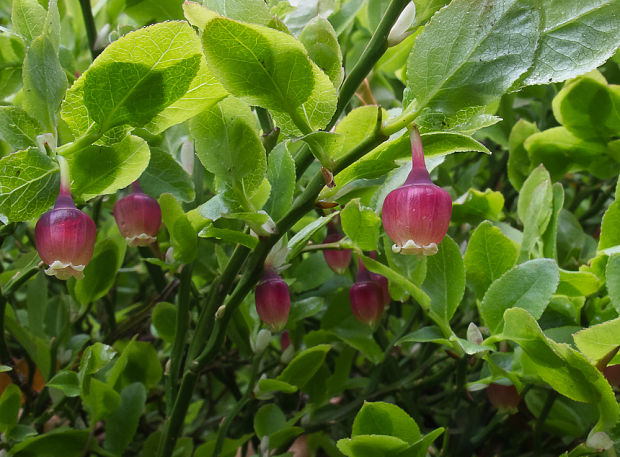 brusnica čučoriedková Vaccinium myrtillus L.