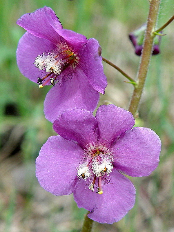 divozel tmavočervený Verbascum phoeniceum L.