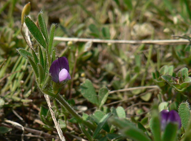 vika hrachorovitá Vicia lathyroides L.