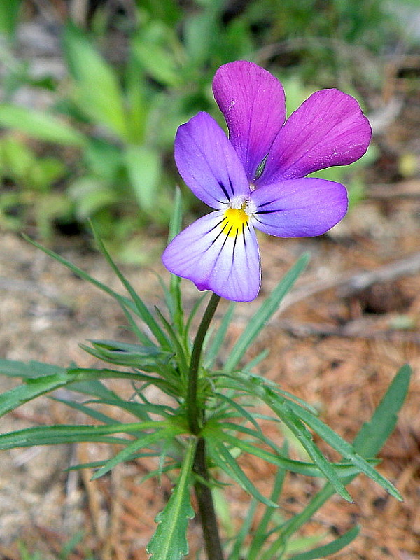 fialka trojfarebná Viola tricolor L. emend. F. W. Schmidt