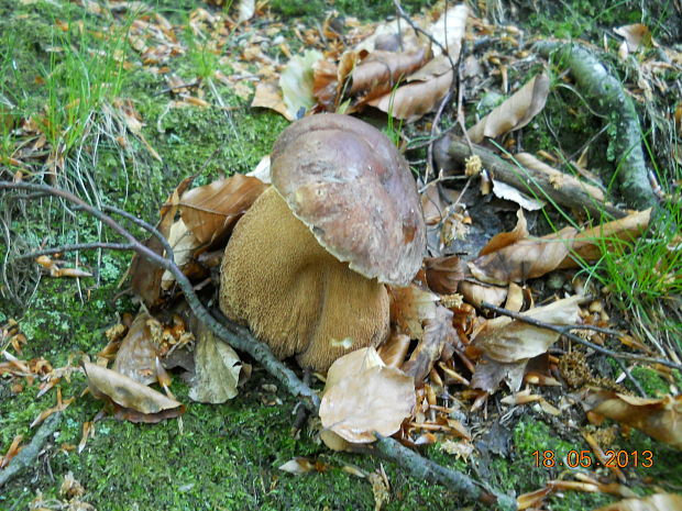 hríb hnedofialový Xanthoconium separans (Peck) Halling & Both